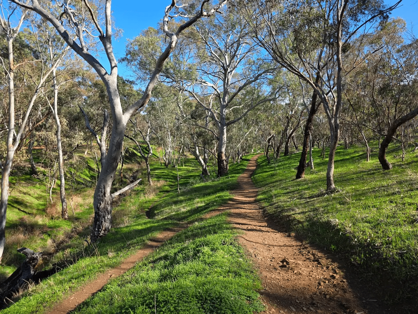 A dirt road in a lush forest in South Australia