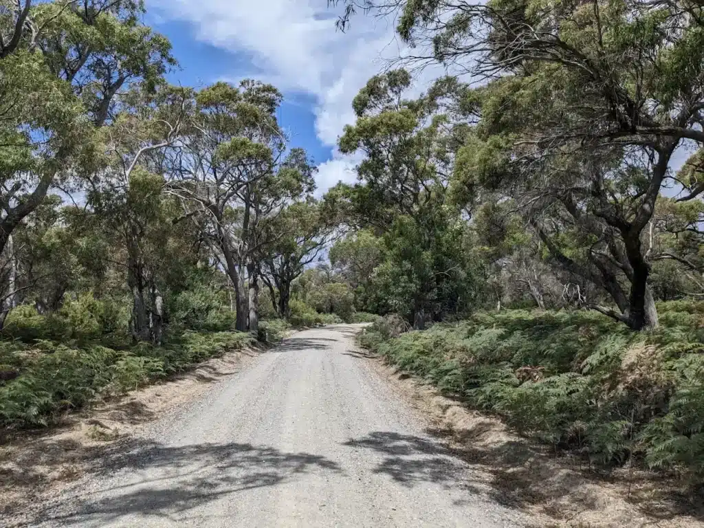 A dirt road in Hobart surrounded by trees and bushes
