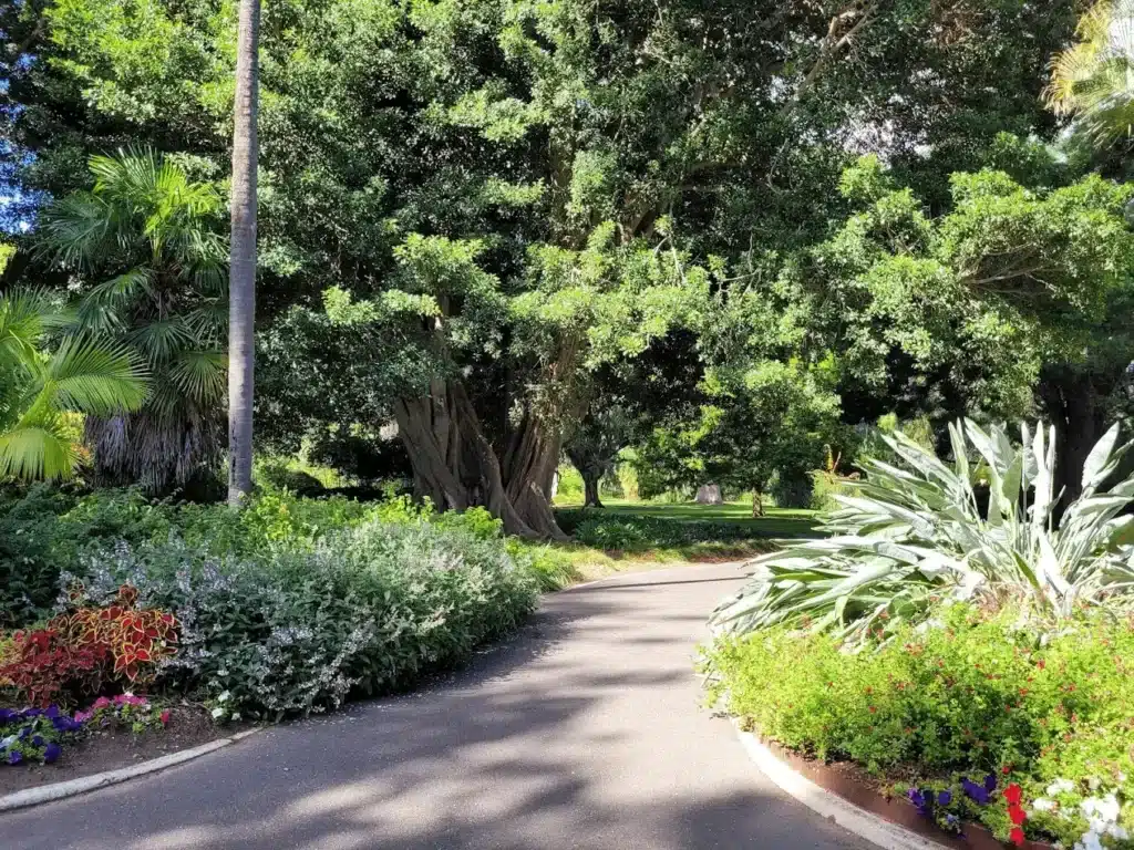 A scenic street in Adelaide lined with trees and flowers, ideal for senior group activities