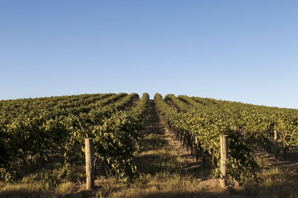 A vast vineyard with scenic tree-lined backdrop in Adelaide