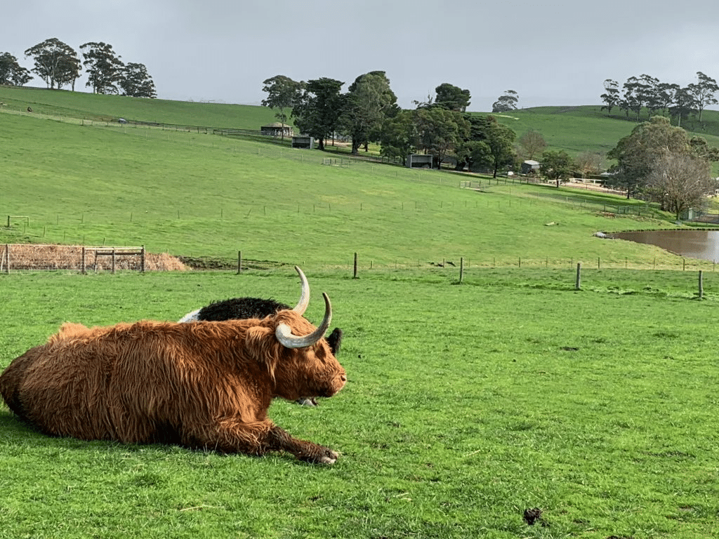 Brown cow resting on green field during Adelaide school excursion