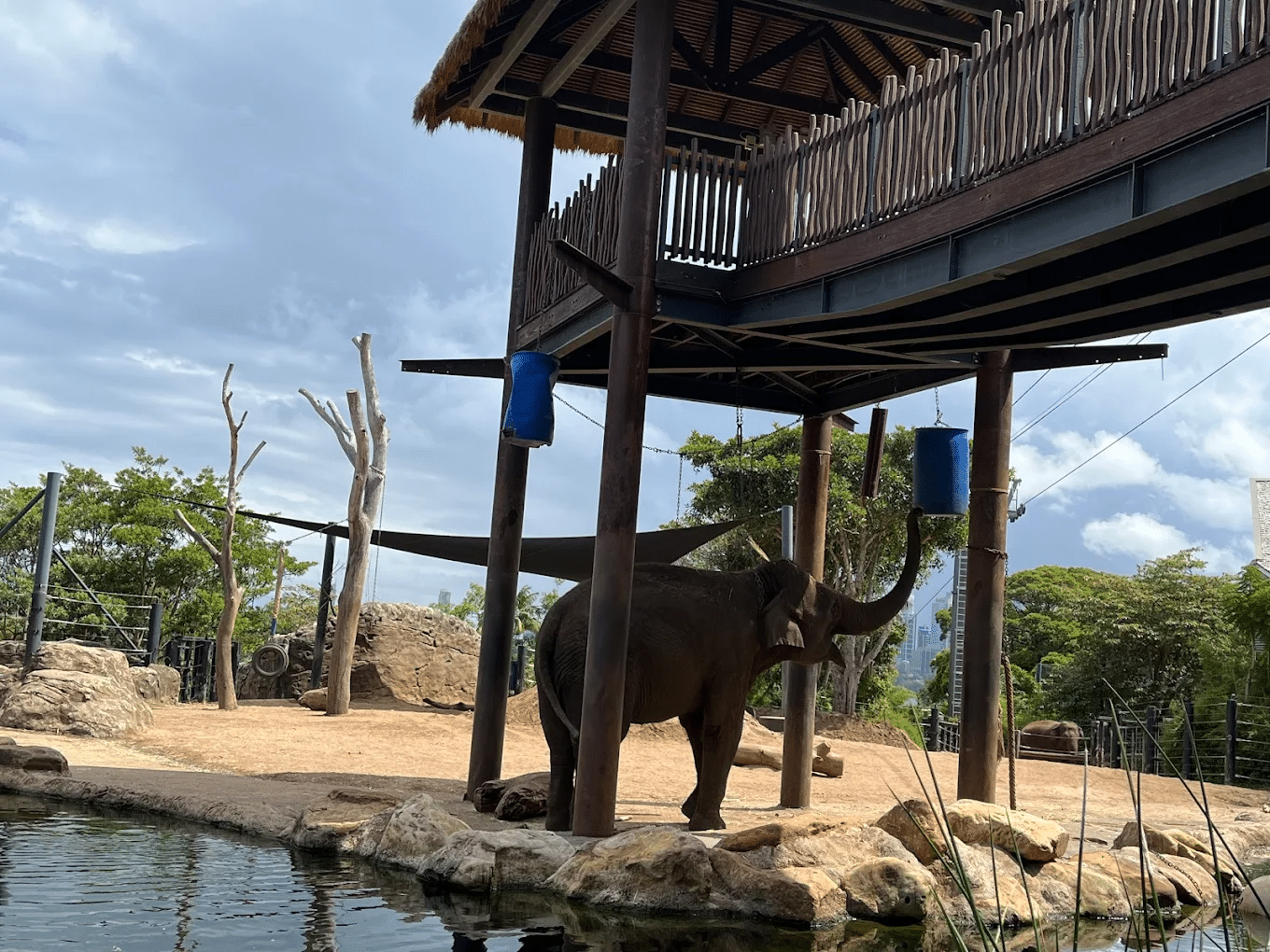 Elephant on rock near water during Adelaide school excursion
