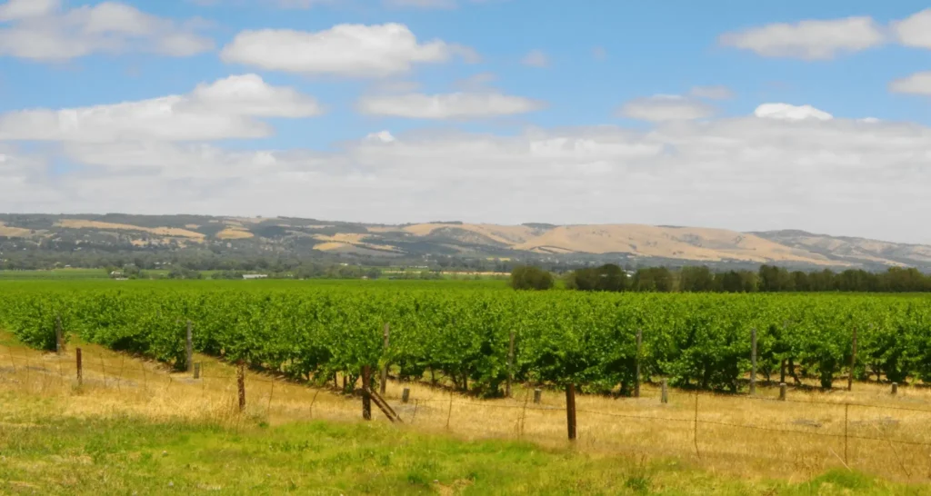 Field of grass with mountains in Adelaide for school excursions