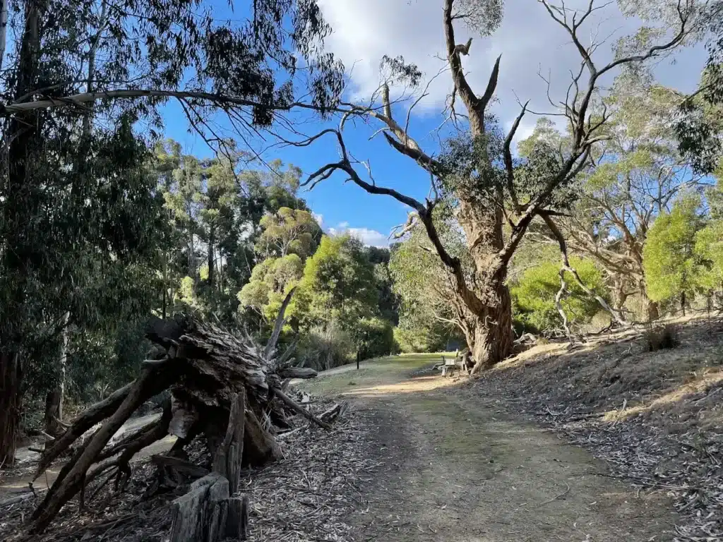 Forest dirt path ideal for school excursions in Adelaide