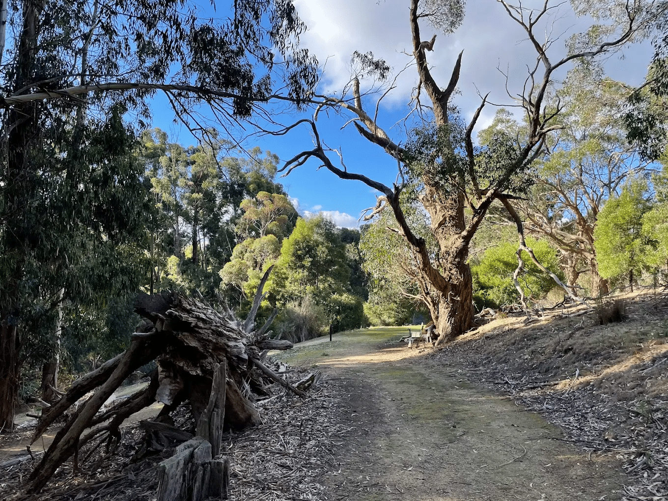 Forest dirt path ideal for school excursions in Adelaide