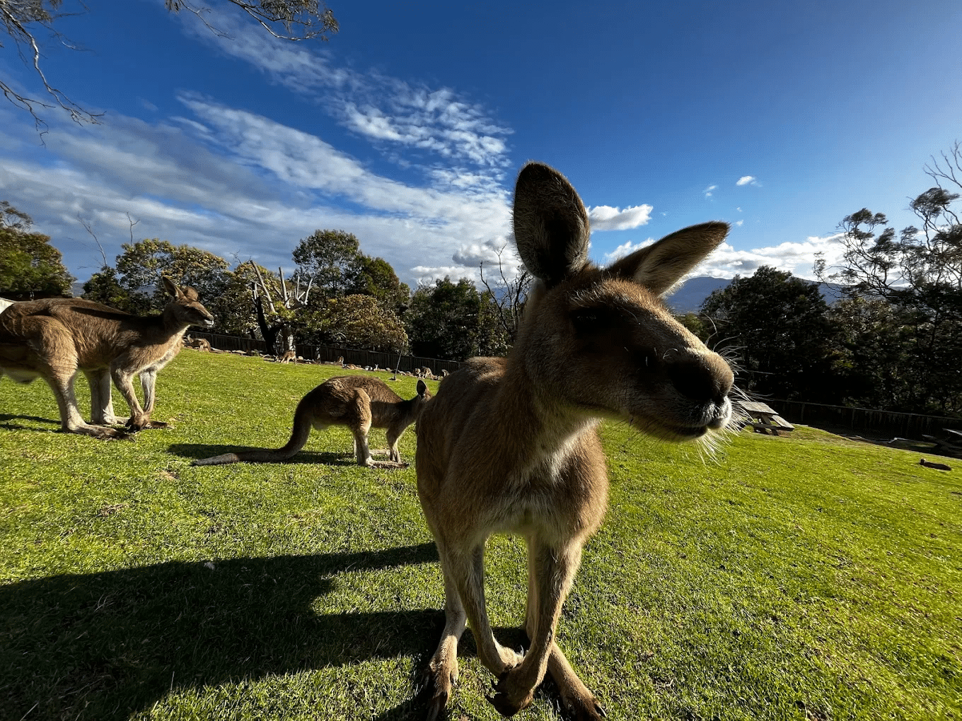 Kangaroo standing on lush green field in Hobart Tasmania