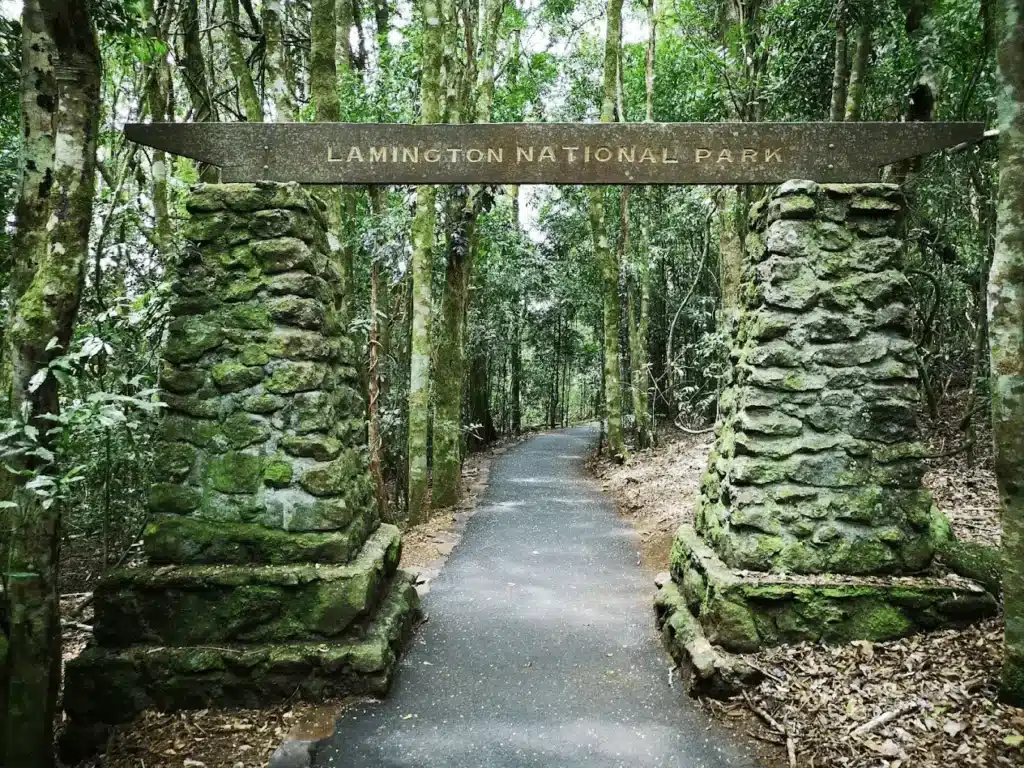 Lush forest path on Gold Coast day trip