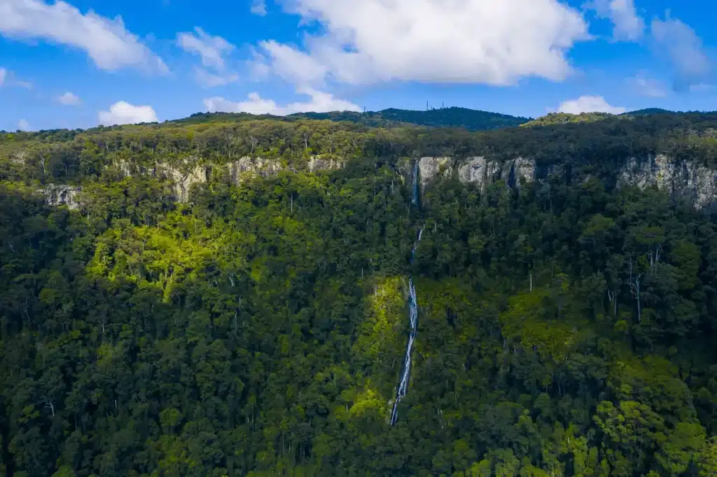 Lush green forest on a Gold Coast nature day trip