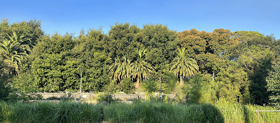 Scenic view of a large lake surrounded by trees in Tasmania