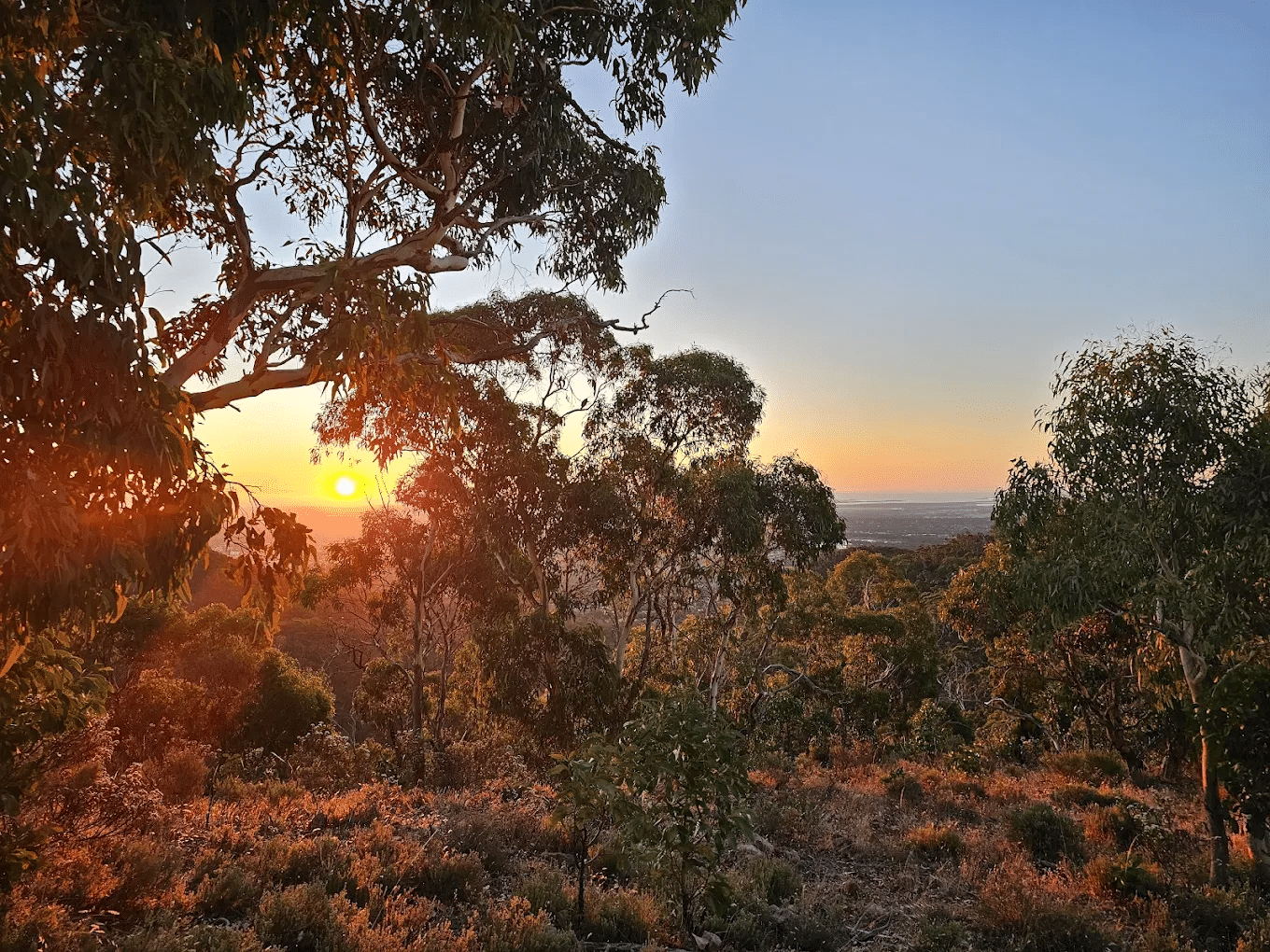 Sunset over trees during a nature day trip in Adelaide