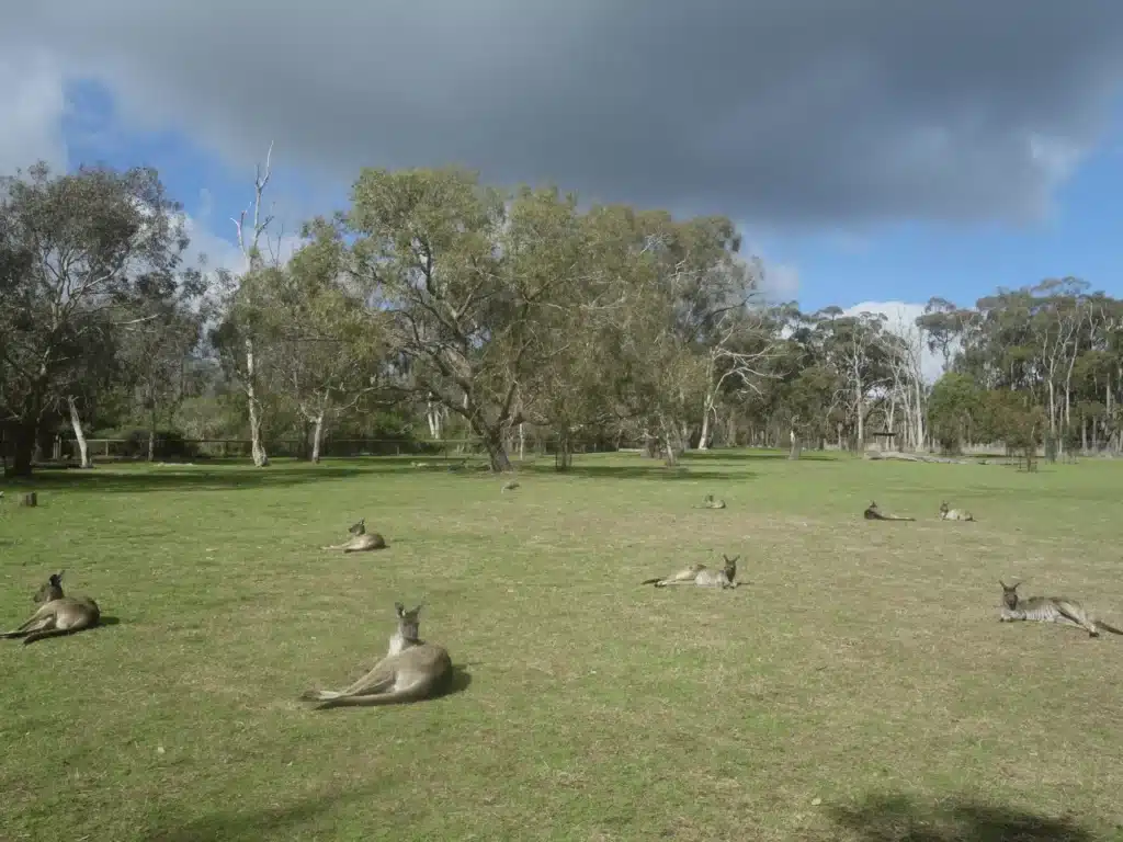 Variety of animals resting in grassy field