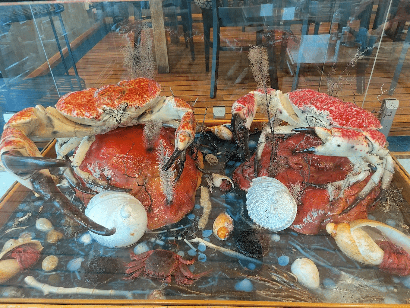 Variety of crabs in a display case on a Hobart food tour