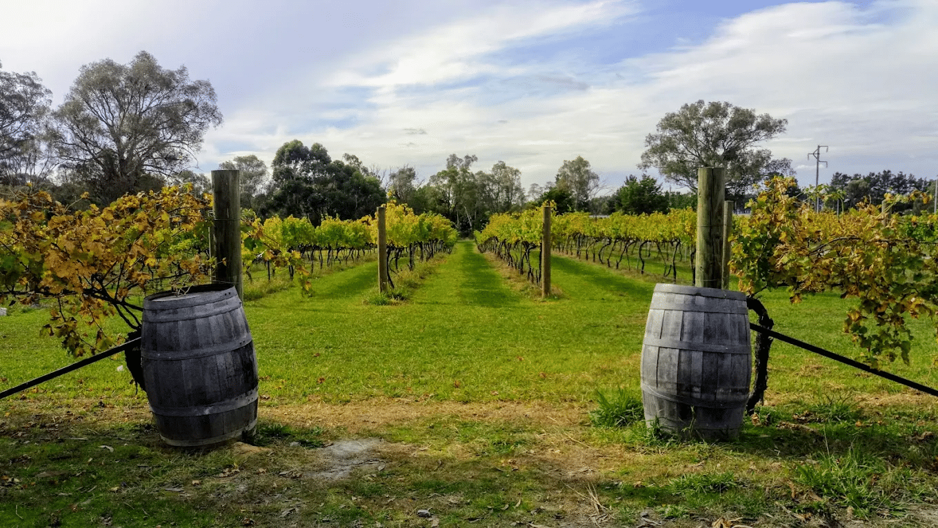 Wooden barrels in vineyard under blue sky