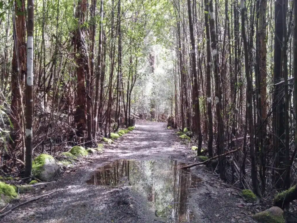 A dirt road winding through a lush forest near Launceston