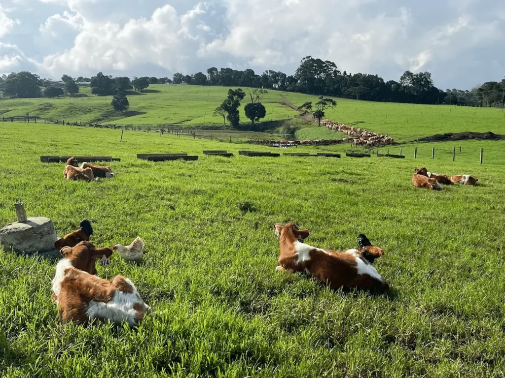 A herd of cattle resting on a green field during a school excursion on the Sunshine Coast