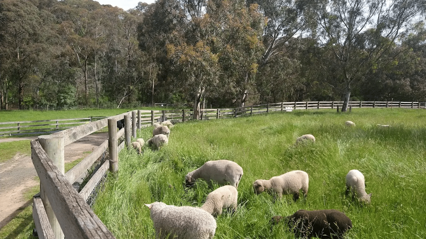 A herd of sheep on a green field during a Melbourne school excursion