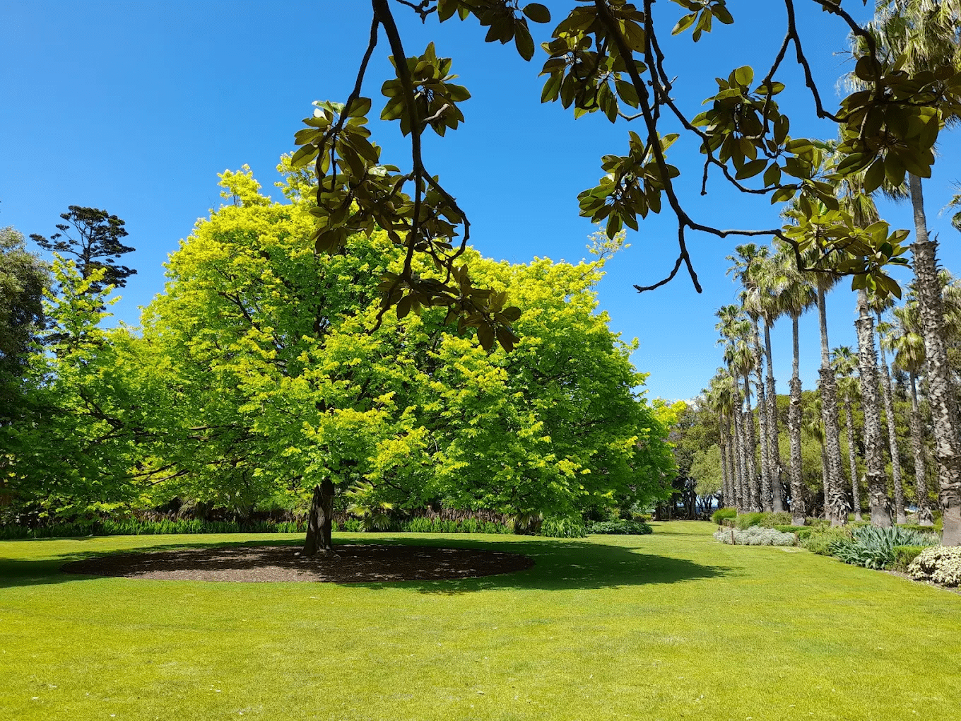 A large tree in a green park in Melbourne