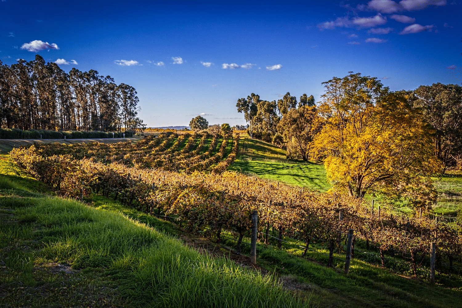 A lush green field with trees under a clear Perth sky