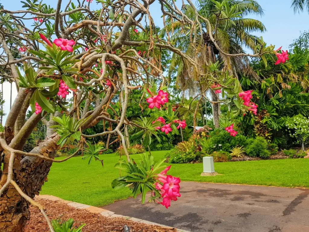A lush green park in Darwin with pink flowers and trees