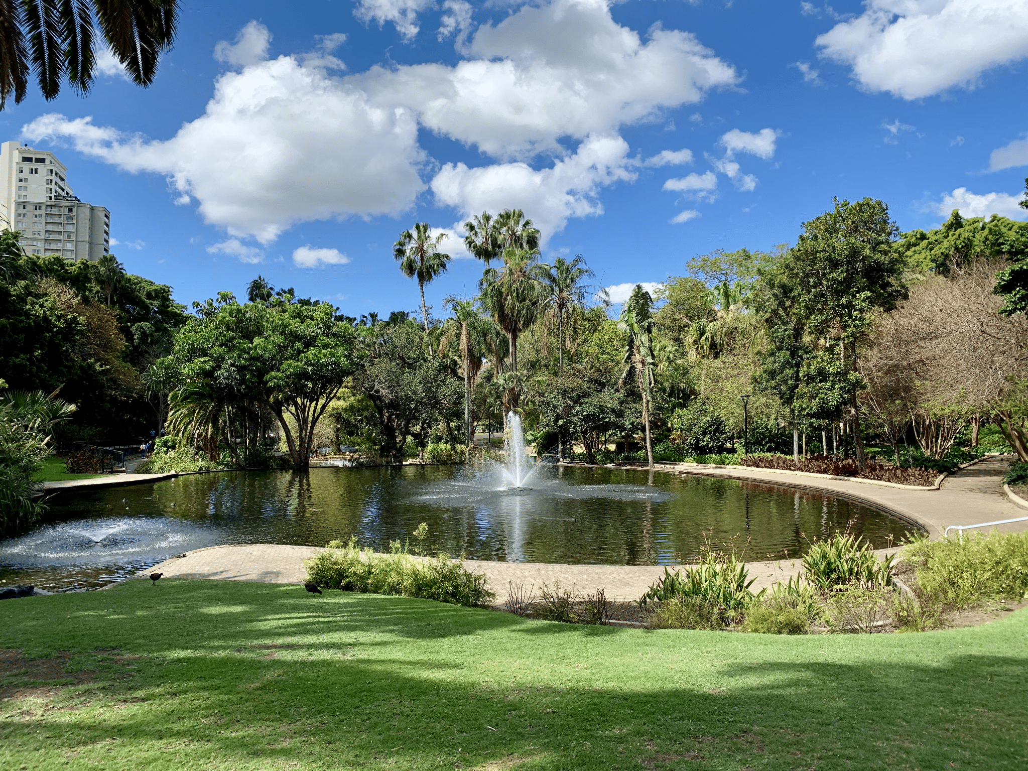 A scenic pond encircled by palm trees in a Brisbane park