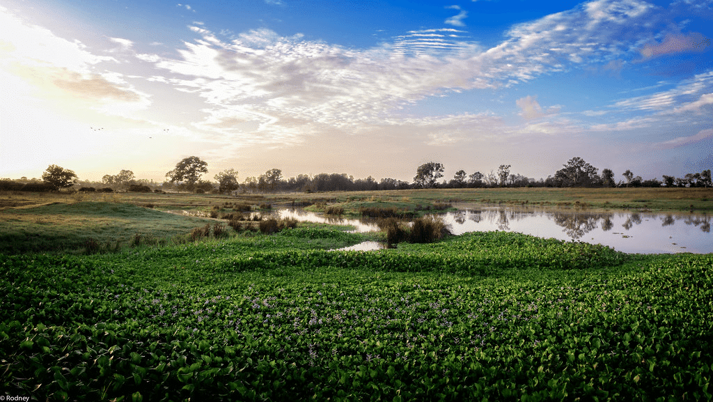A serene pond surrounded by green grass with blue sky in Brisbane