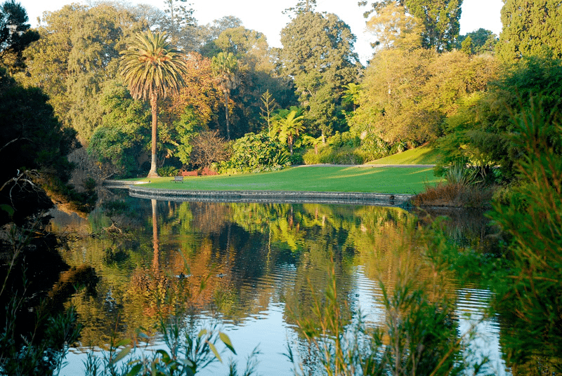A tranquil pond in a tree-lined park in Melbourne