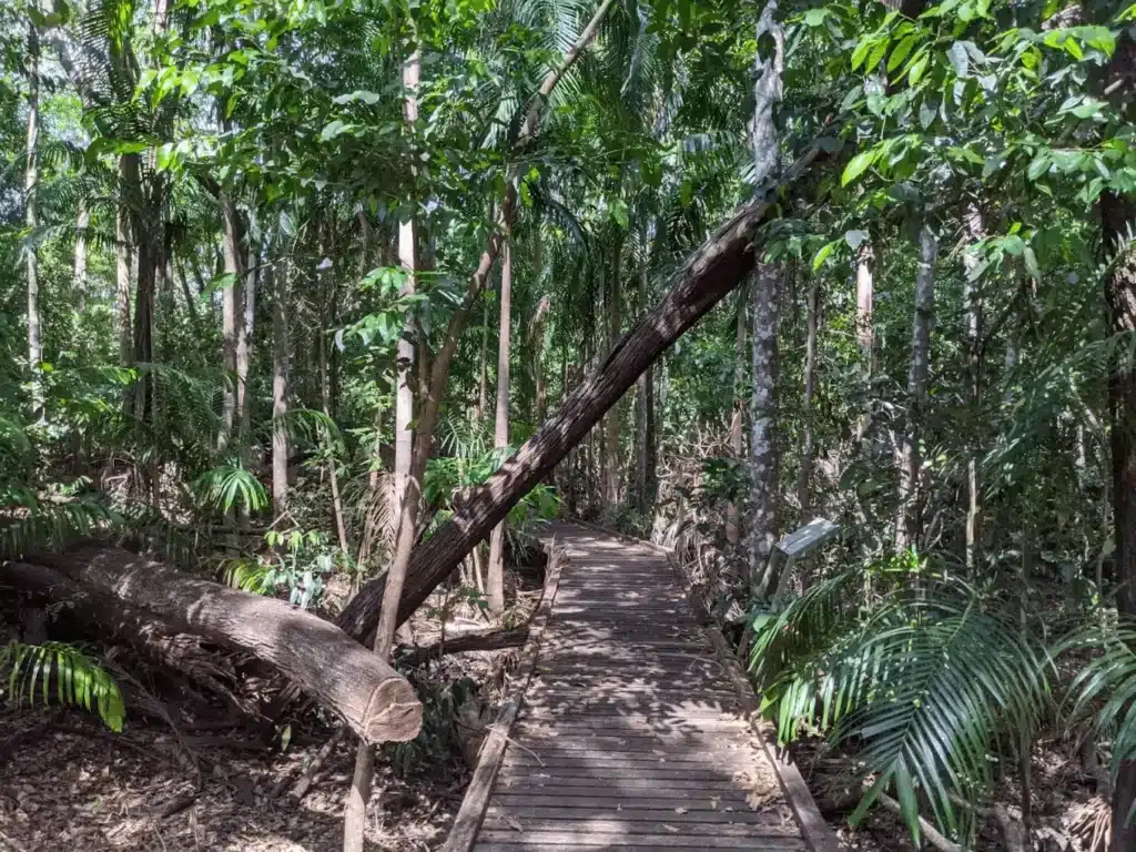 A wooden walkway through lush forest in Darwin nature trip