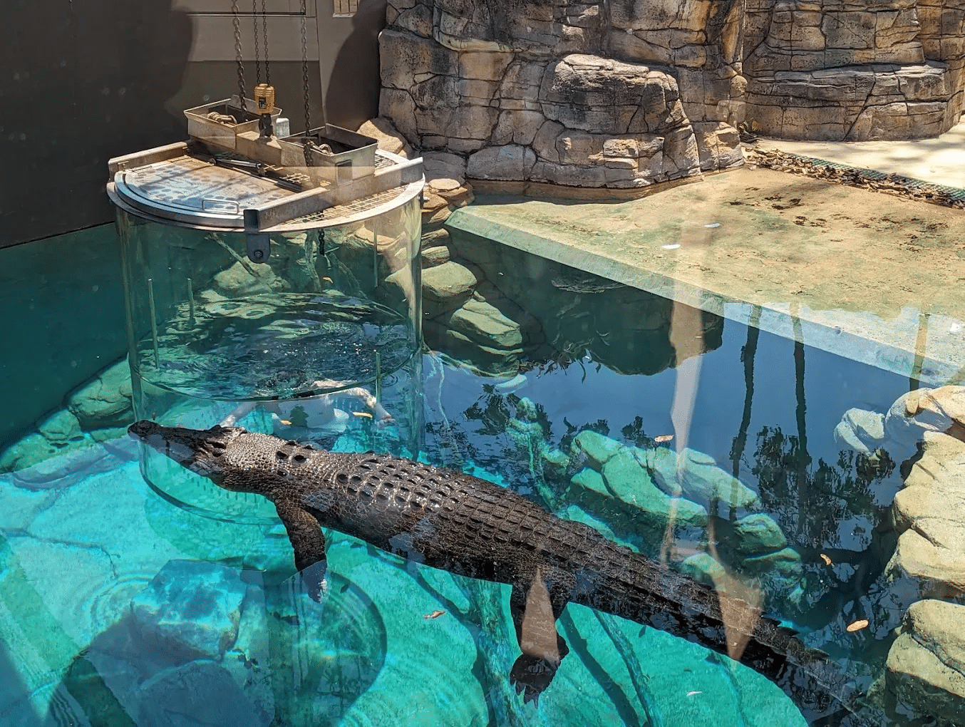 Alligator in water at darwin excursion