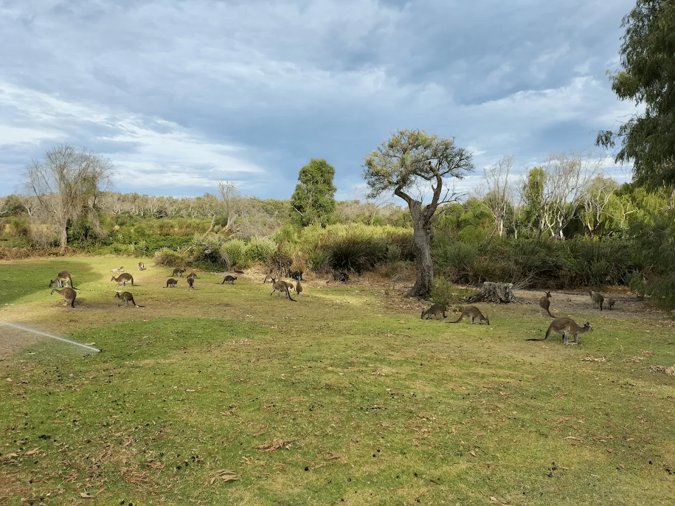 Animals grazing in a grassy field in Perth