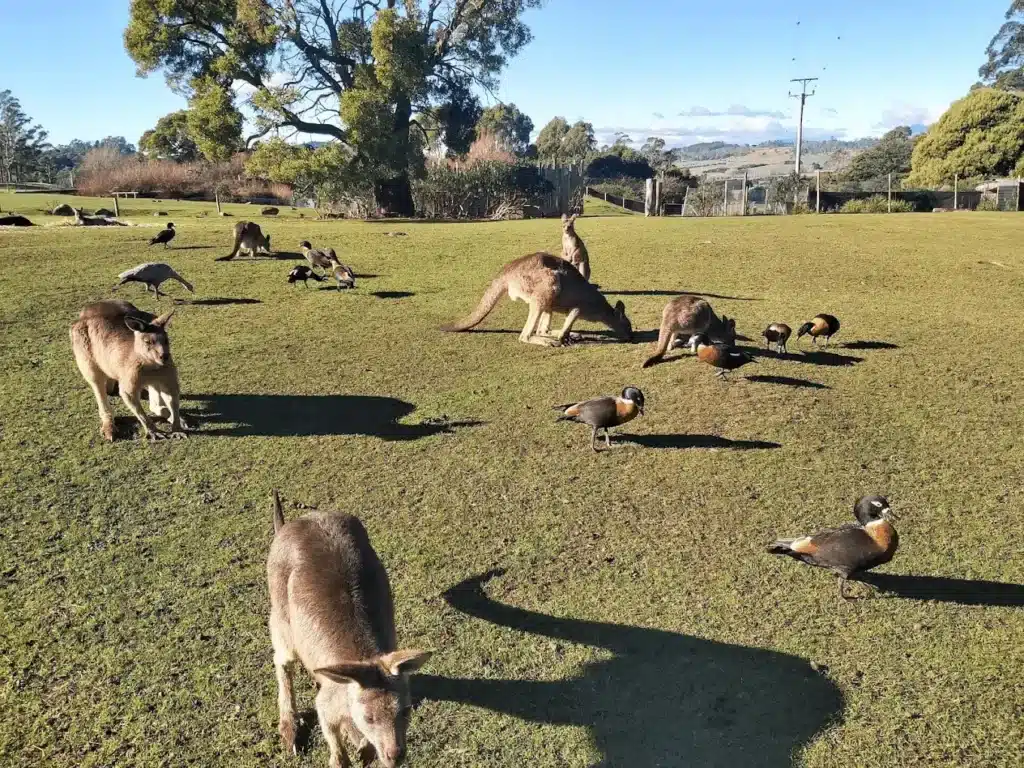 Animals in grass during Launceston nature day trip