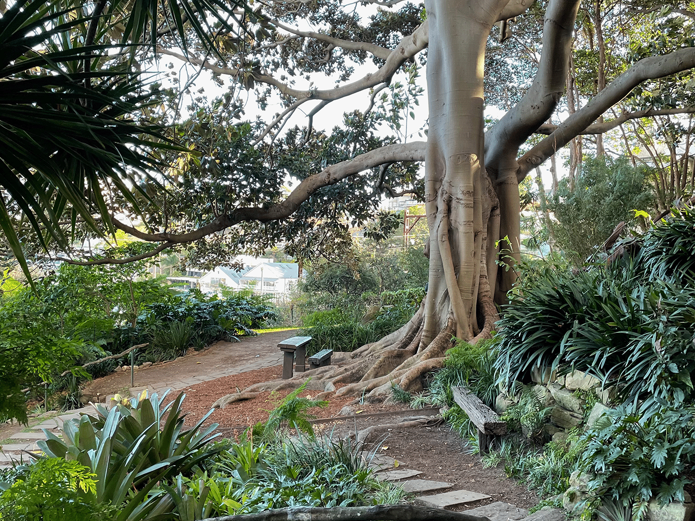Bench under a large tree in a Sydney park