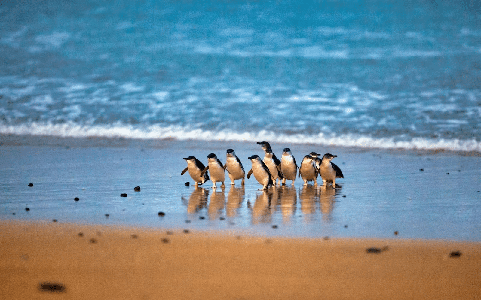 Birds on Melbourne beach shoreline