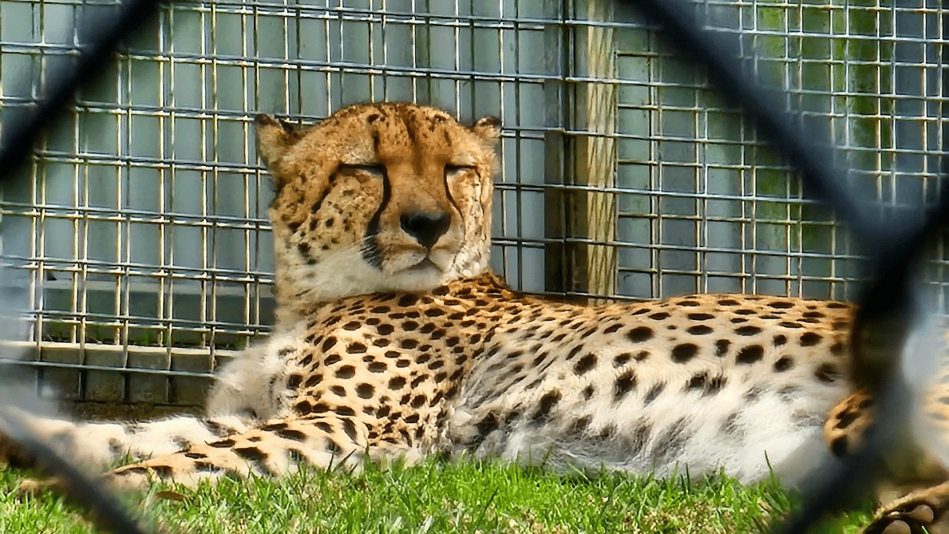 Cheetah resting behind fence in wildlife park
