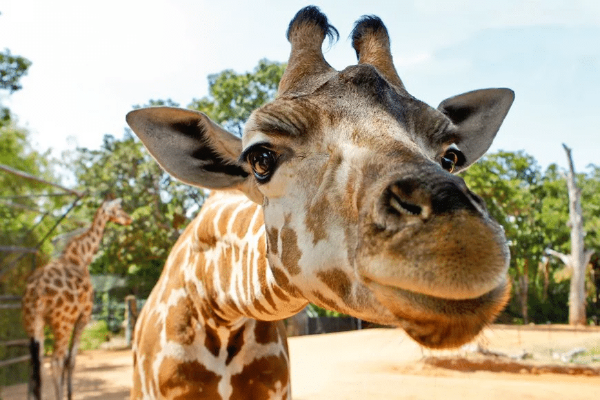 Close-up of a giraffe with trees in Perth wildlife setting