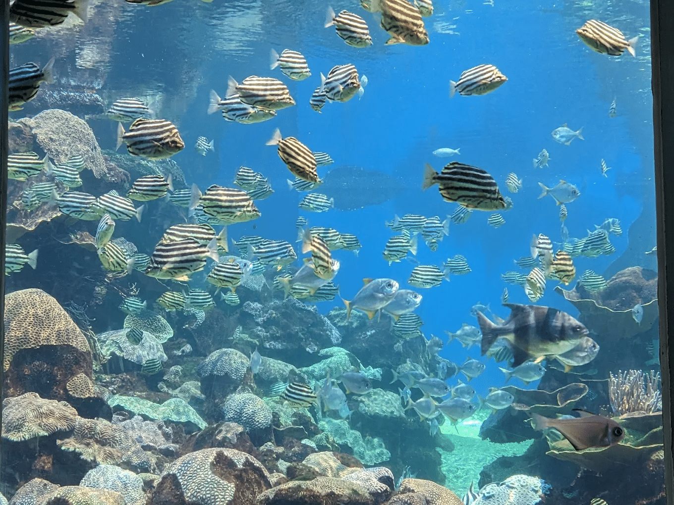 Colorful fish swimming in a large aquarium in Perth