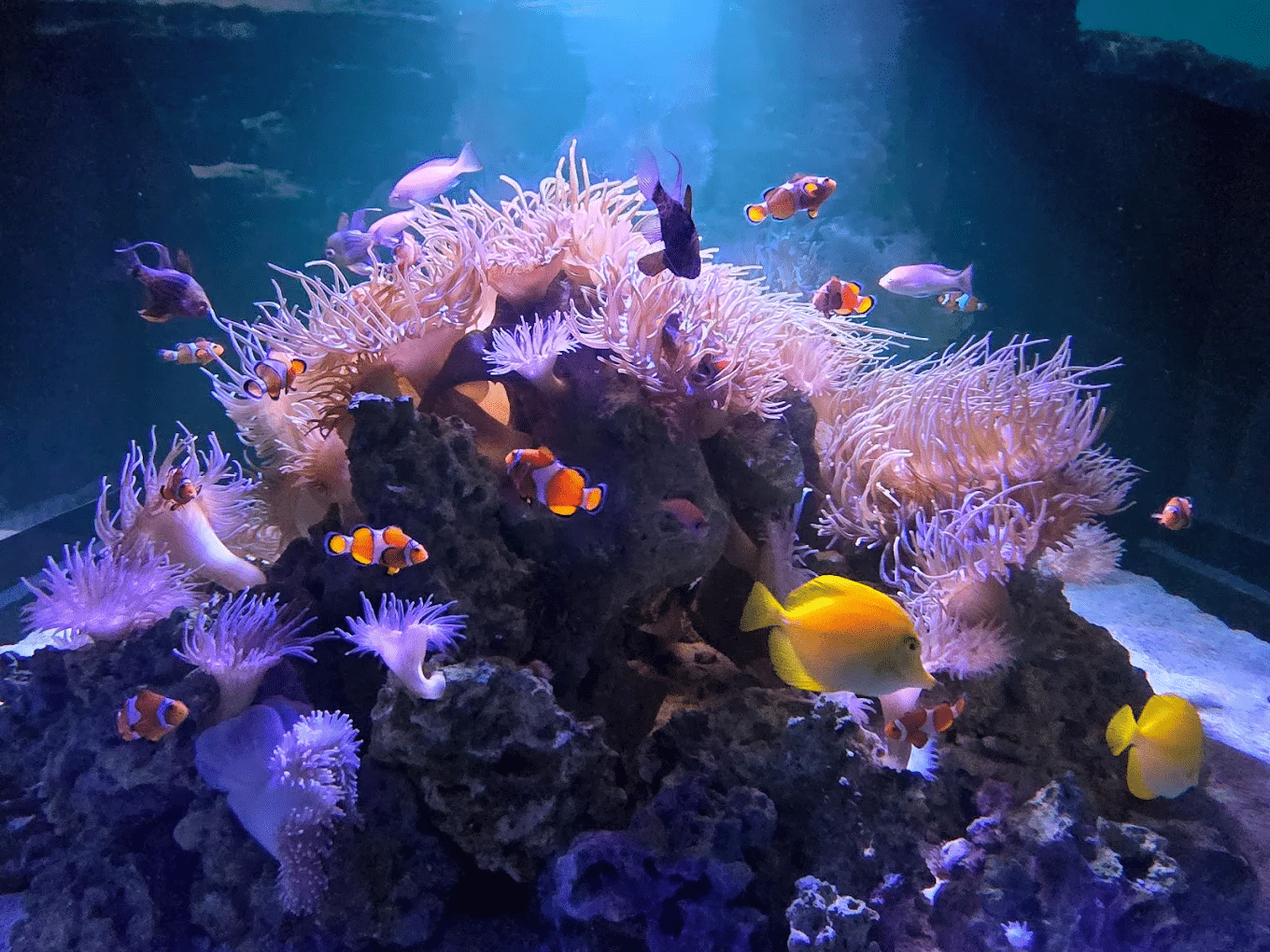 Colorful fish swimming in Melbourne aquarium