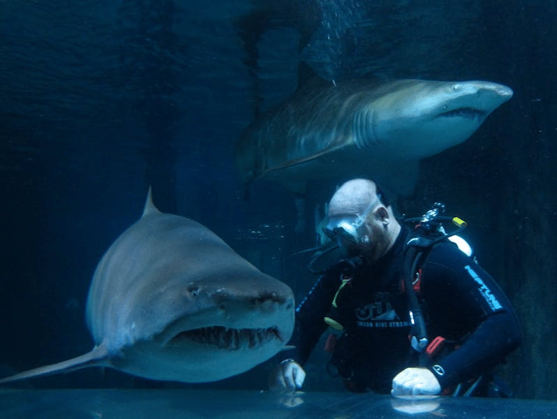 Diver observing shark underwater in Manly