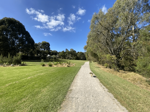 Dog walking down dirt road in Boroondara