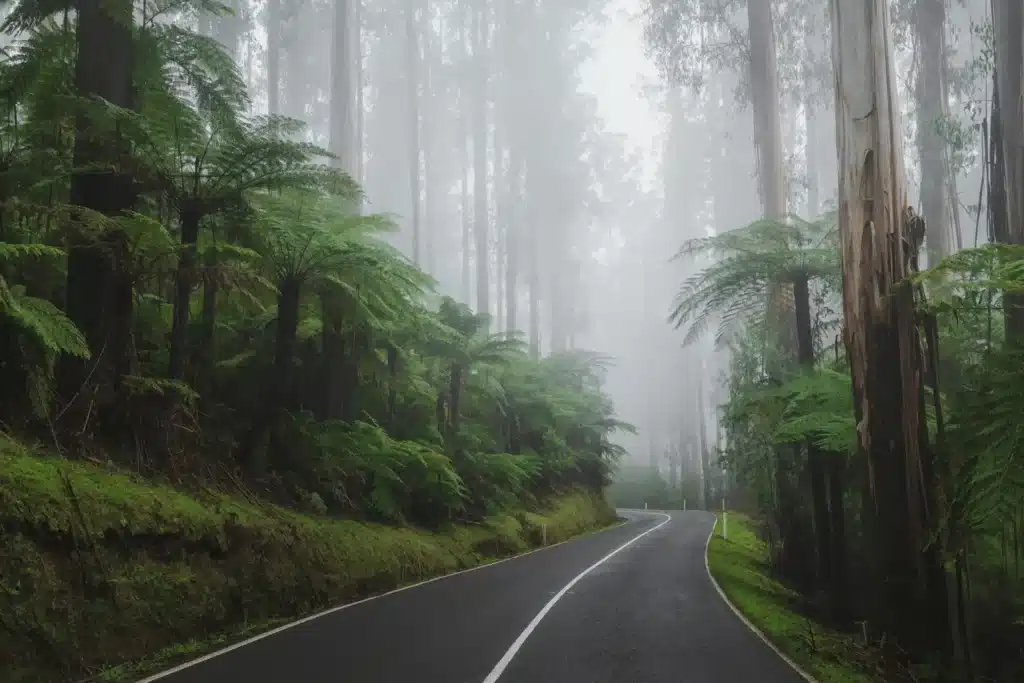 Foggy forest road in Yarra Ranges