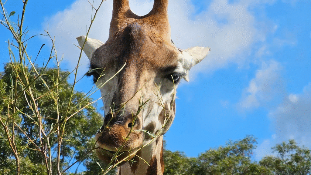 Experience the Magic of Hunter Valley Wildlife Park