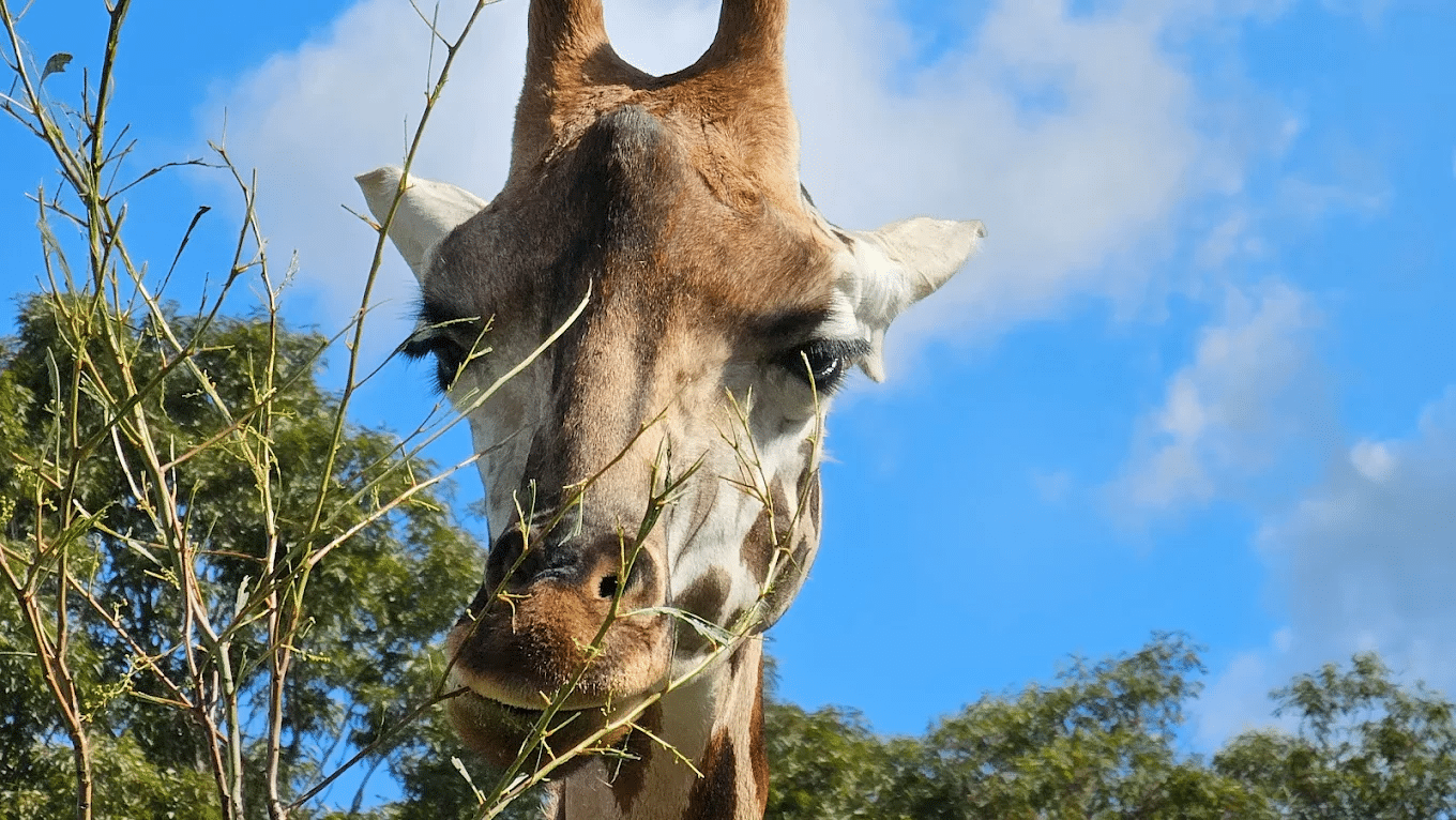 Giraffe eating tree leaves at Hunter Valley Wildlife Park