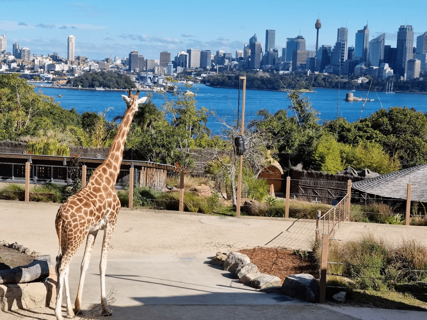 Giraffe on dirt field under bright sky