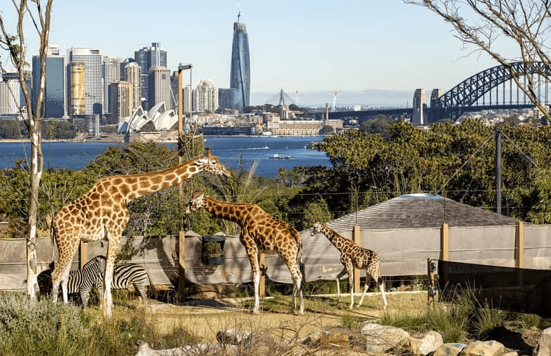 Giraffes and zebras in Sydney zoo enclosure
