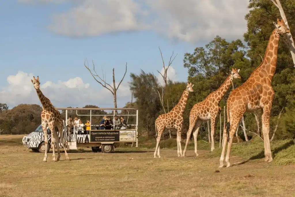 Giraffes standing together in a field during a nature day trip in Melbourne