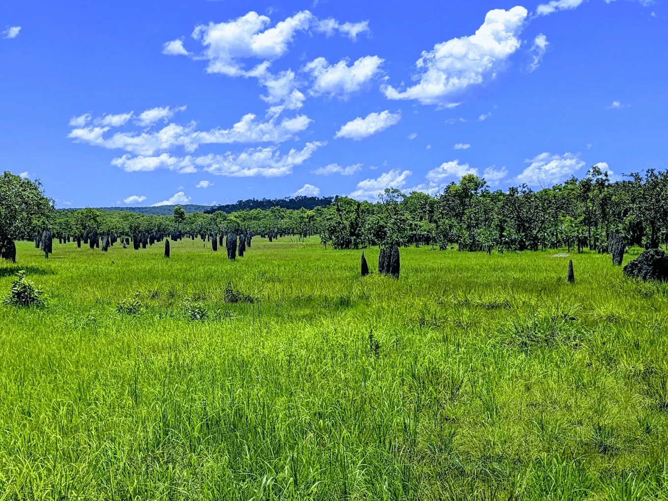 Grassy field with distant trees in Darwin
