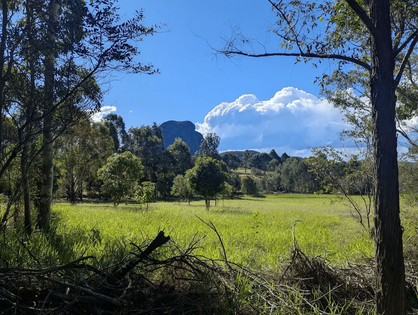 Grassy field with trees and mountains on sunshine coast