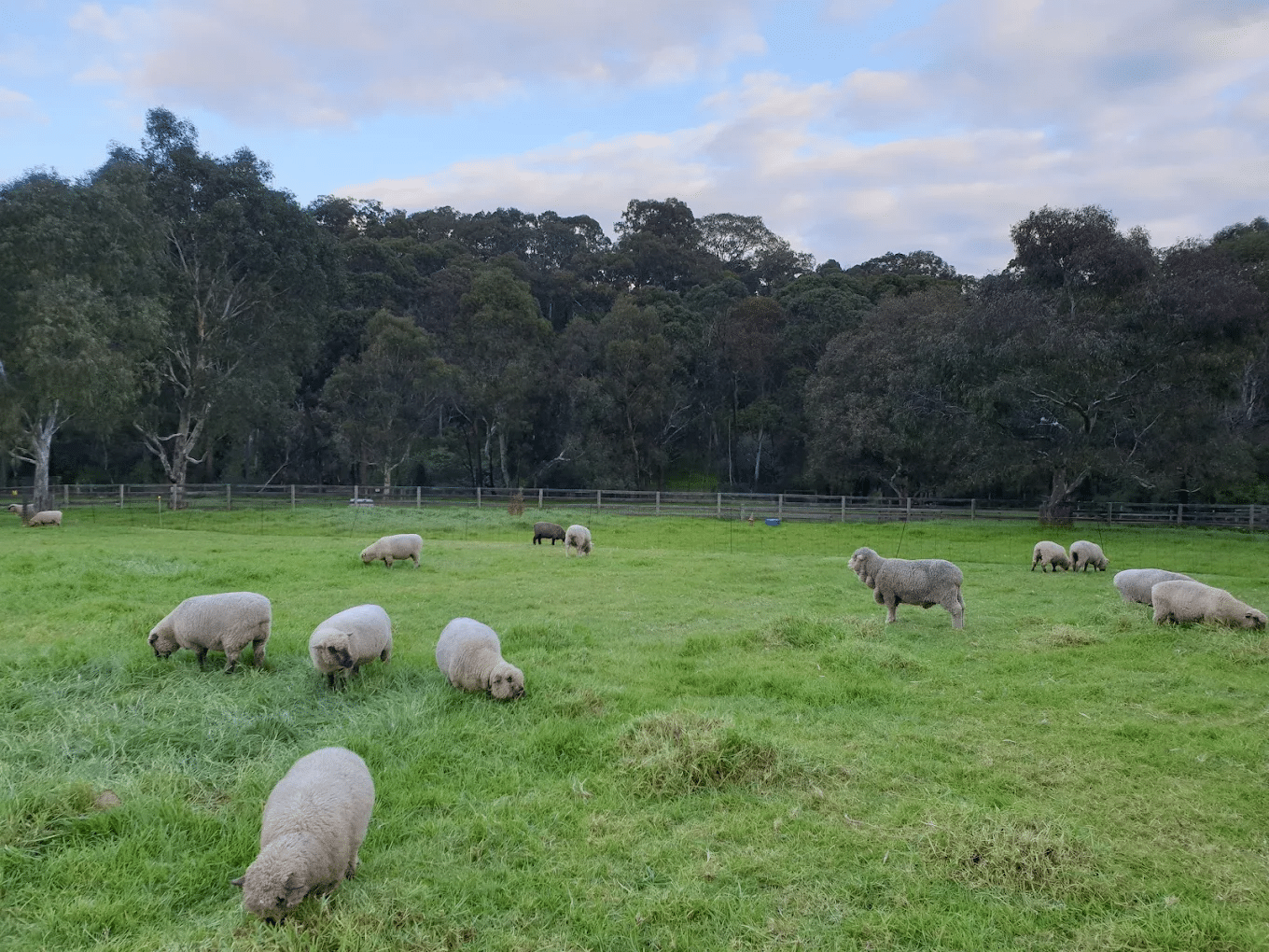 Herd of sheep grazing in green field
