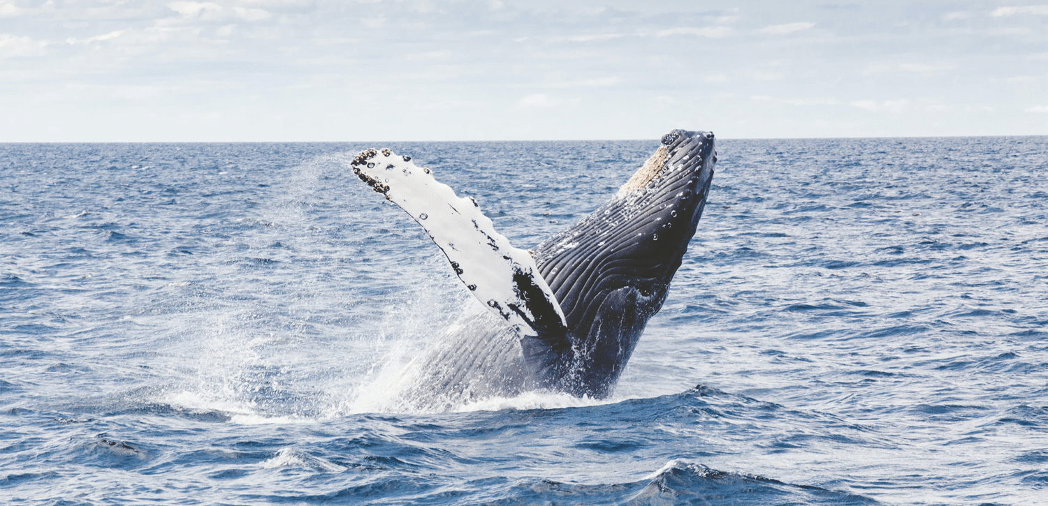 Humpback whale breaching near Sunshine Coast