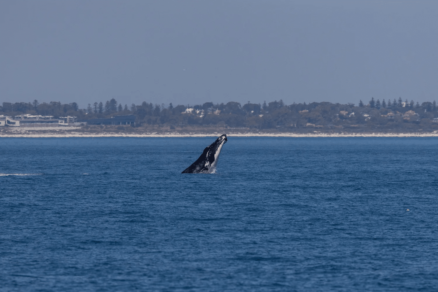 Jumping humpback whale in Perth waters