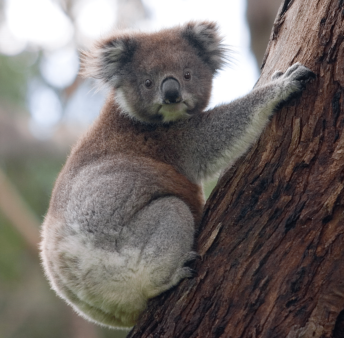 Koala bear climbing a tree in Sydney